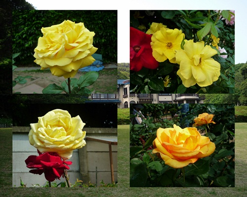 d0037233_938235.jpg