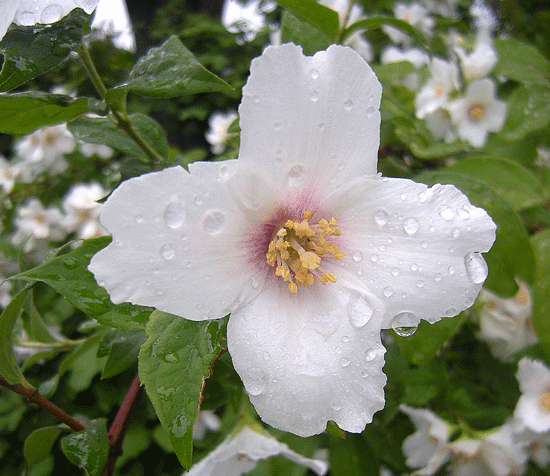 a0001354_22125149.gif