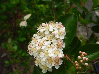 e0004756_20573698.jpg