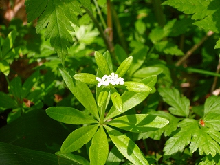 e0004756_2103699.jpg