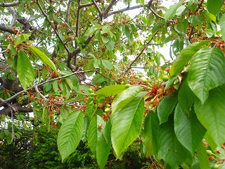 e0004756_21121656.jpg