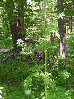 e0004756_2142443.jpg