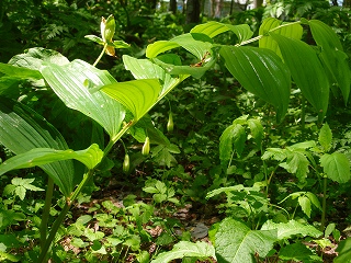 e0004756_217098.jpg