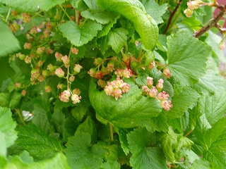 e0004756_2193176.jpg