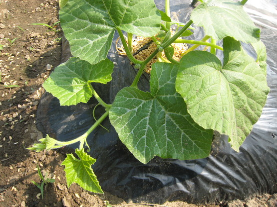 e0121558_23304852.jpg