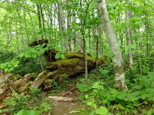 d0084473_2019465.jpg