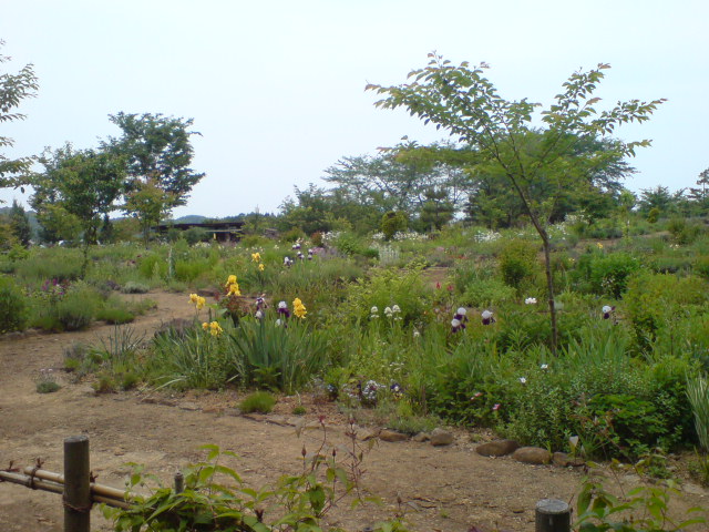 d0182179_1715031.jpg