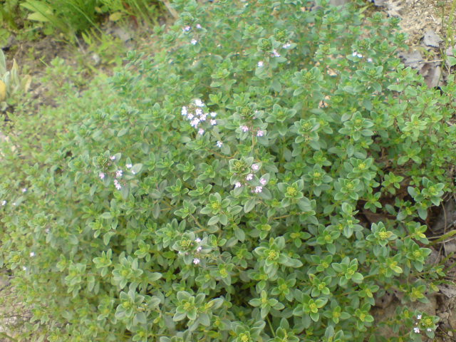 d0182179_1741734.jpg