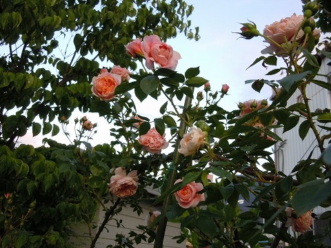 c0117007_2159299.jpg