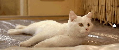 c0050810_8554918.gif