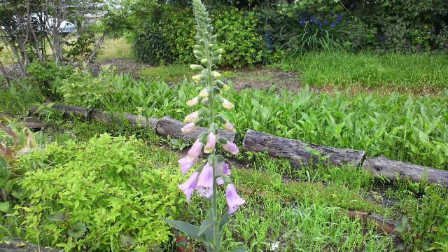 b0035611_22103444.jpg