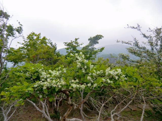 d0170615_882920.jpg