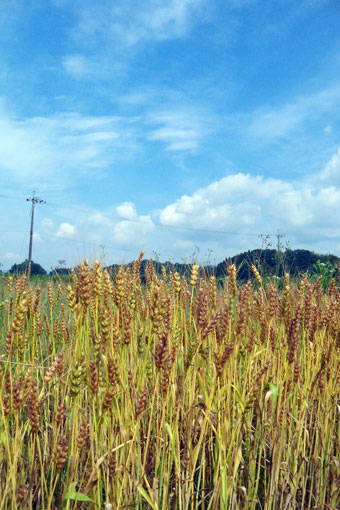 e0015915_9351961.jpg
