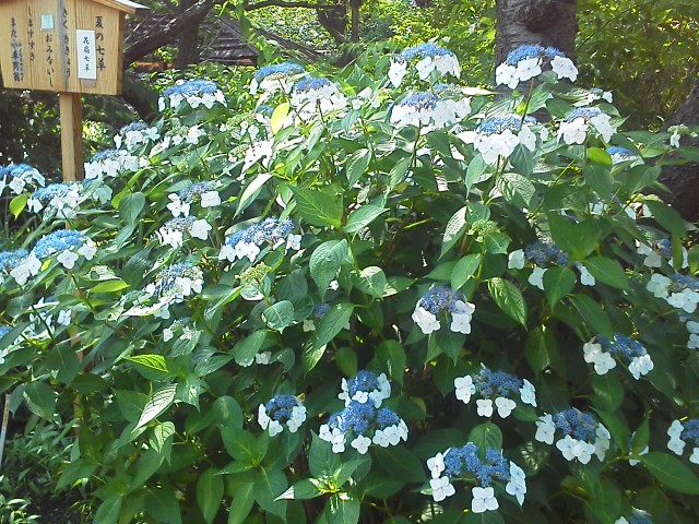 a0268821_2302659.jpg