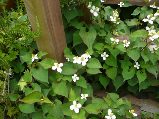 a0162330_1031646.jpg