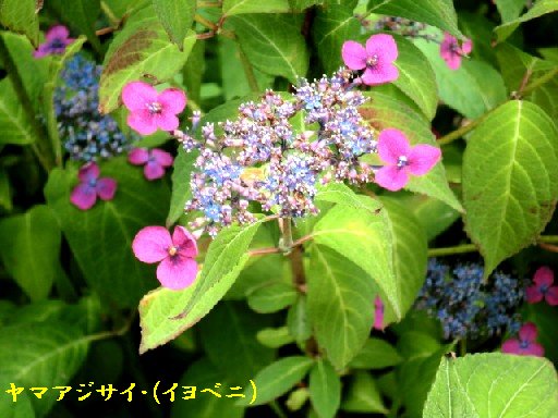 b0012636_20291746.jpg