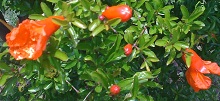 d0164636_8384378.jpg