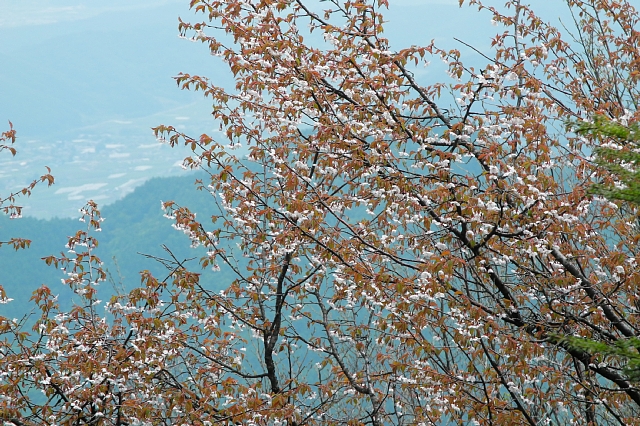 b0122448_1748870.jpg