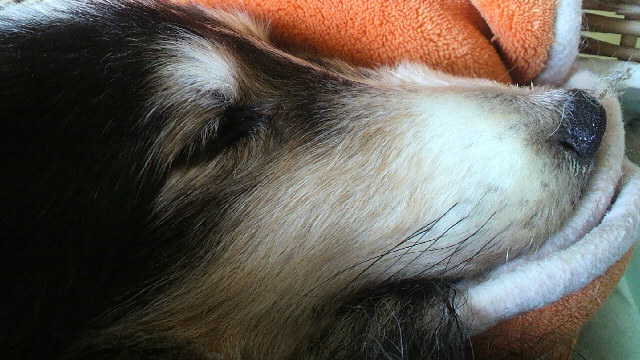 a0140955_13153116.jpg