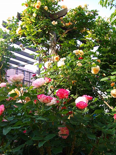 a0104162_22282389.jpg