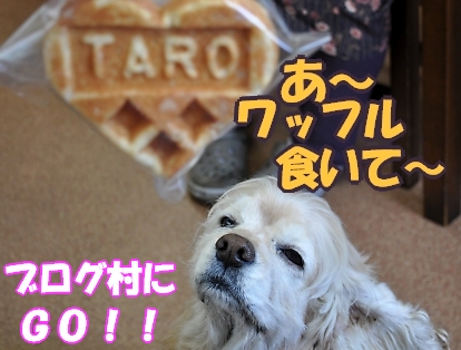 にほんブログ村 犬ブログ アメリカンコッカースパニエルへ