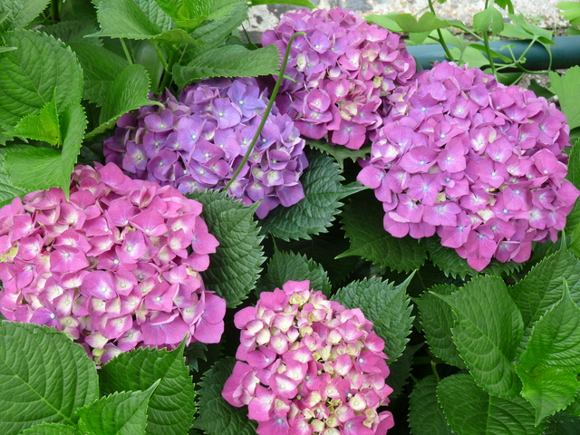 b0248216_1214534.jpg