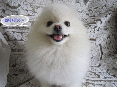 b0167519_9405727.gif