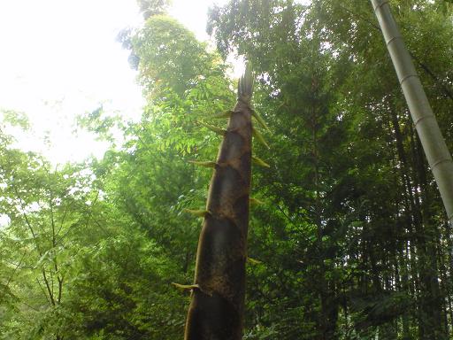 c0097620_21355631.jpg