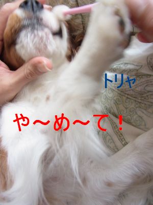 f0214121_1952137.jpg