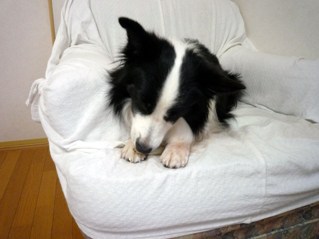 d0059230_8303043.jpg