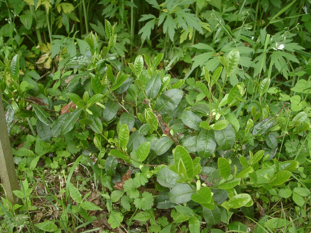 d0007735_10355617.jpg