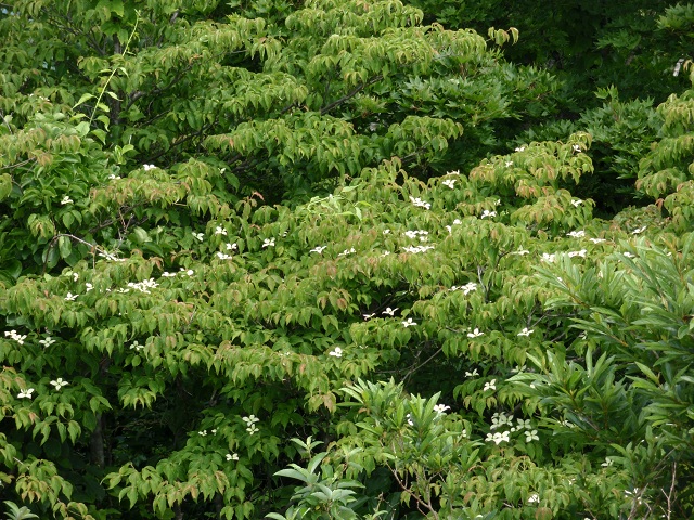 c0042869_1334217.jpg