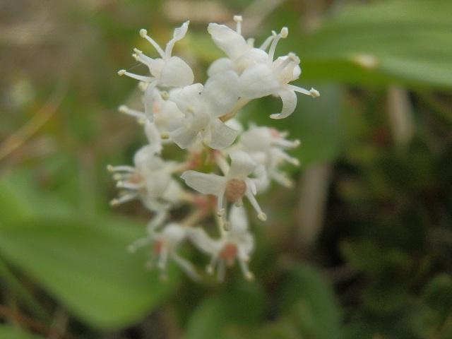 c0042869_14452980.jpg