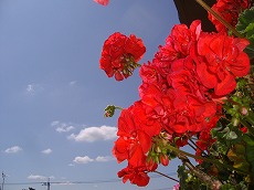 a0142083_12595354.jpg
