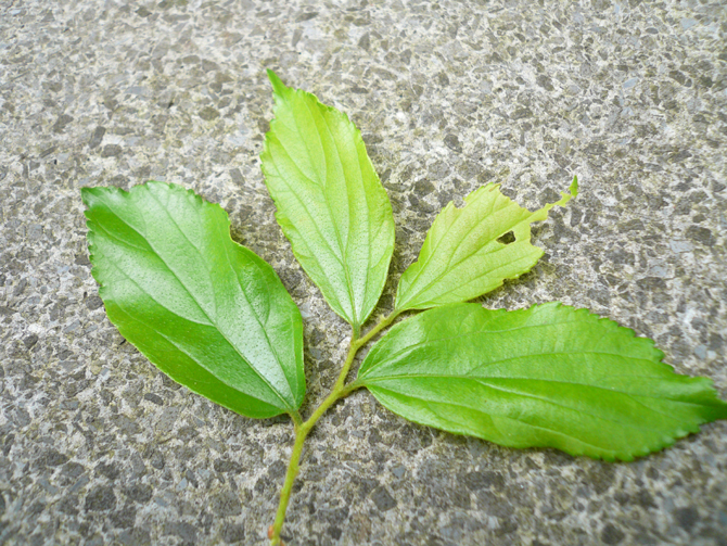 f0183484_1715456.jpg