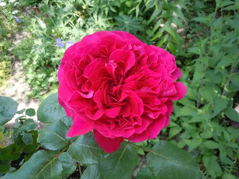 c0117007_20262952.jpg