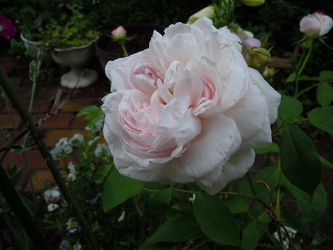 c0117007_2027555.jpg