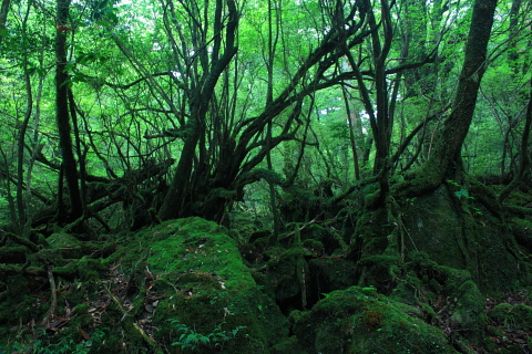 d0077811_1310372.jpg