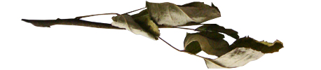 b0179814_0594637.jpg