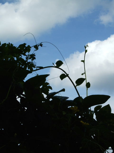 e0136420_921558.jpg