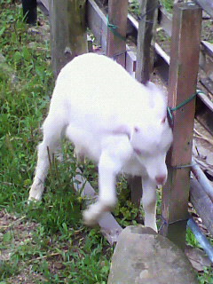 f0036223_6162387.jpg