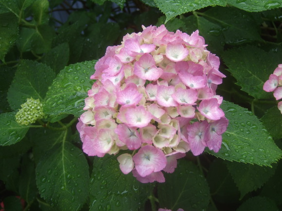 b0137932_12522549.jpg