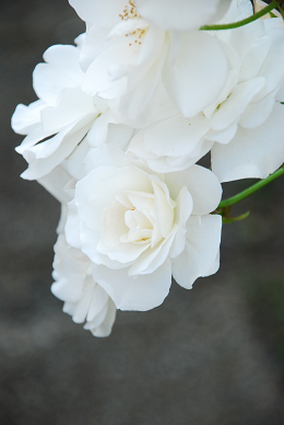 a0146536_23241610.png