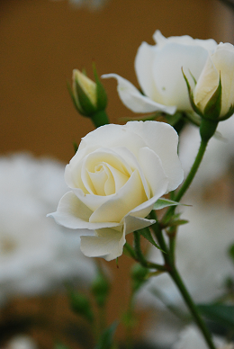 a0146536_23305878.png
