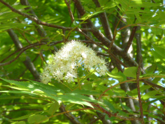 c0233141_1139524.jpg