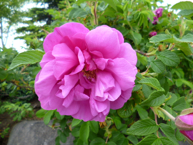 c0233141_11591420.jpg