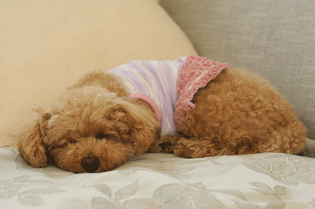 c0196673_1837431.gif