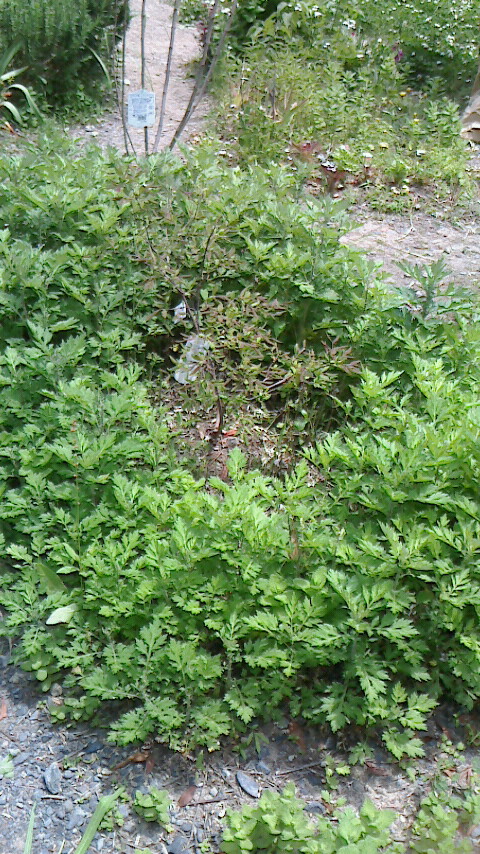 f0215179_1127983.jpg