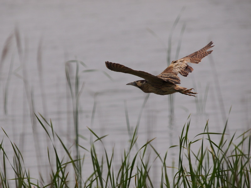 f0055184_2010051.jpg