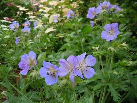 c0117007_21561541.jpg